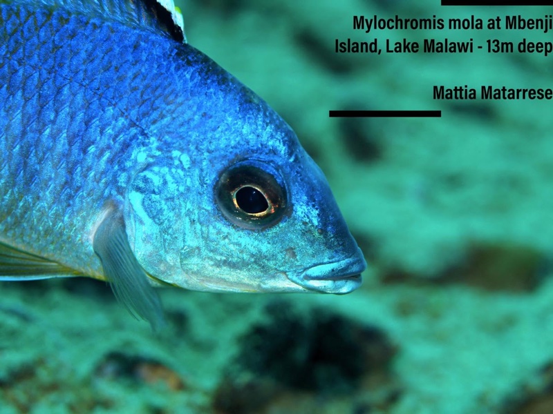 Mylochromis mola 'Mbenji Island'